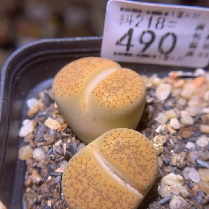 精品生石花218.490