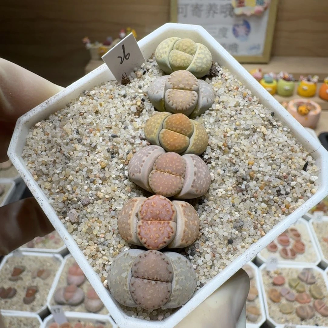 努****0130-52生石花花花花