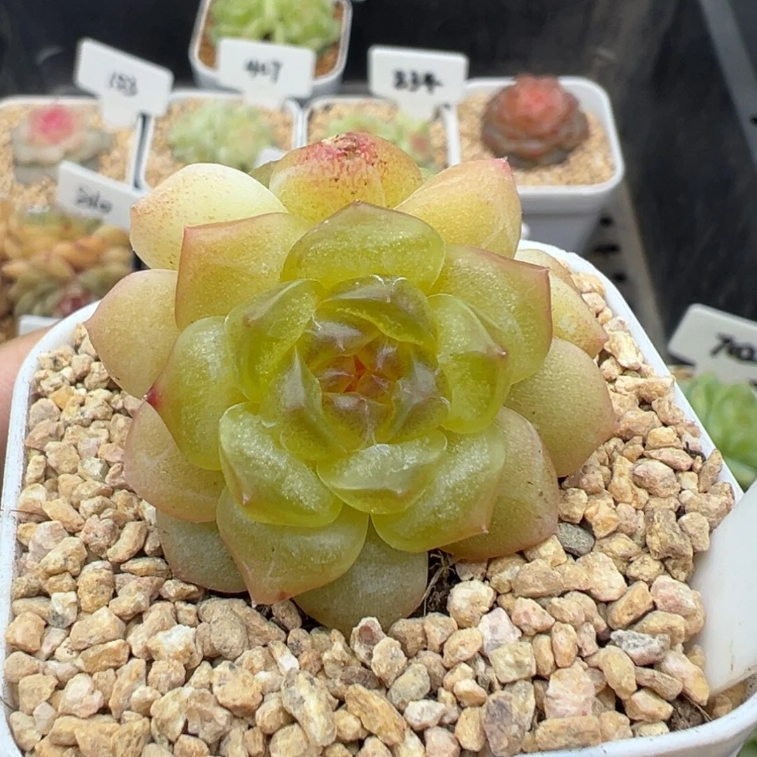 536号无尽灯 晗雨多肉