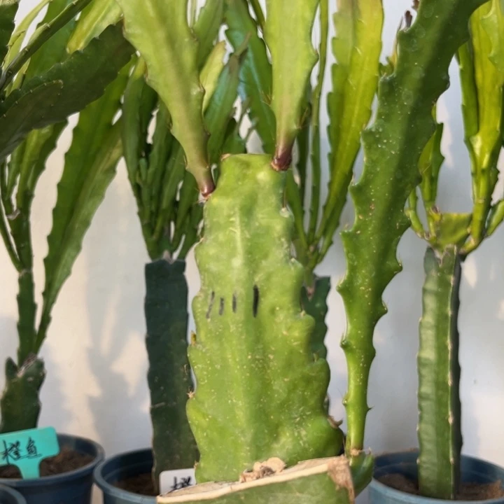 当前无花栽培后可以开花857