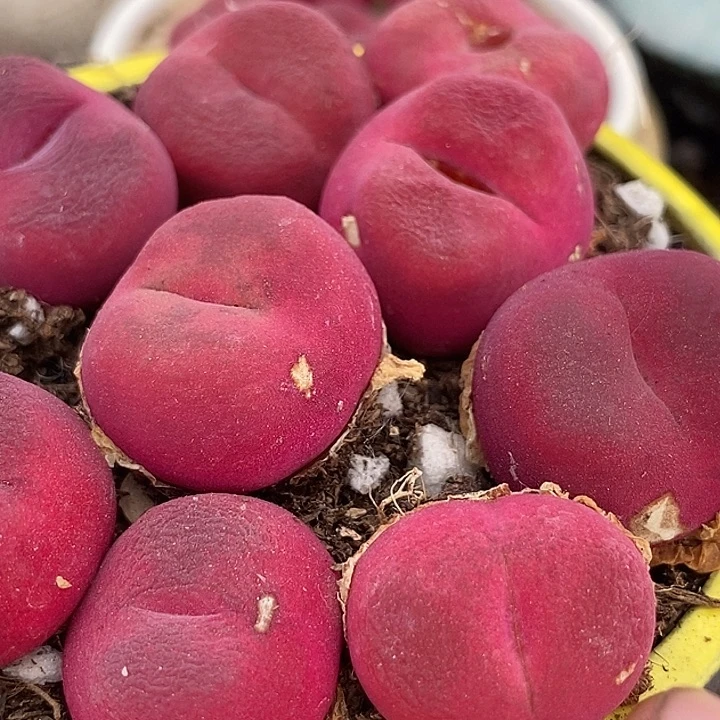 超绒红蟠桃一颗有伤  买3送1