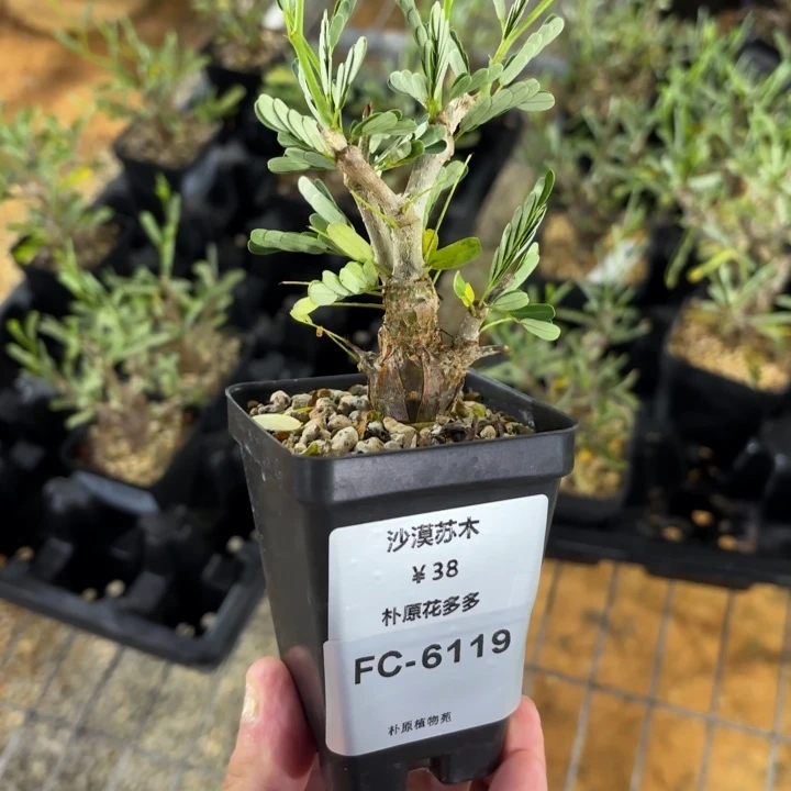 沙漠苏木FC-6119.