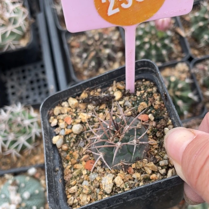 7***后实生仙人球一棵2587