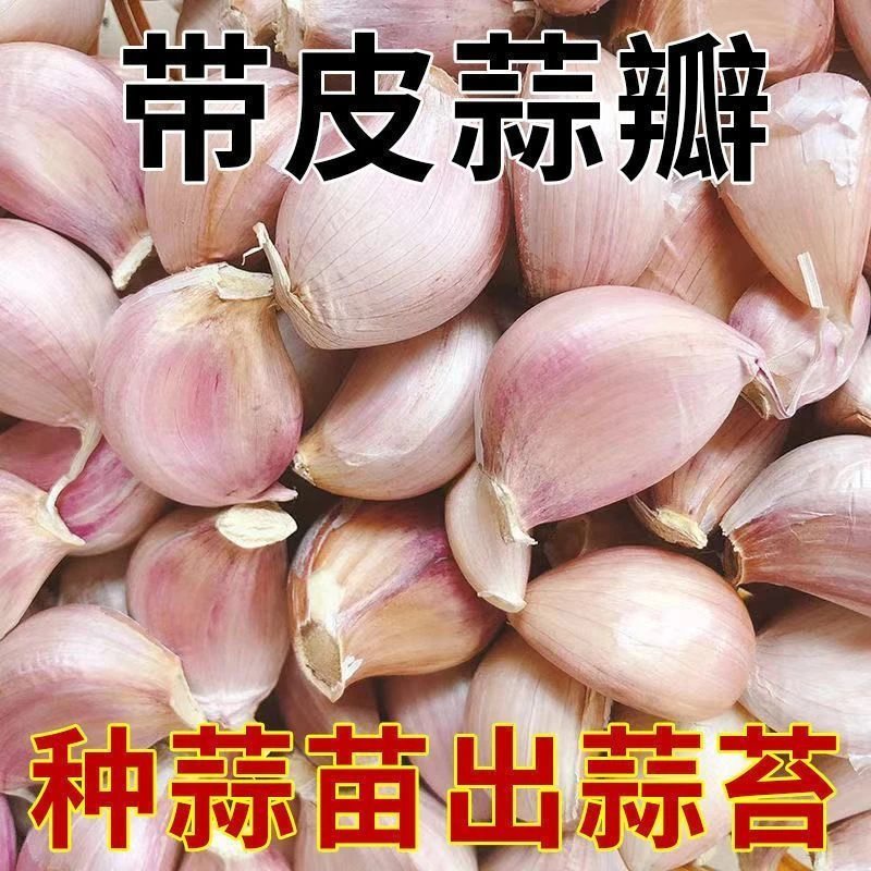 蒜瓣5斤包邮食堂专用大蒜瓣饭店专用干蒜瓣商用烧烤紫皮大蒜种子