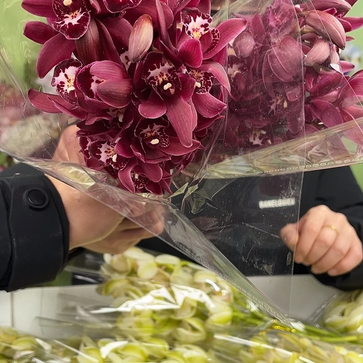 完全开放玛利亚小兰2把6只