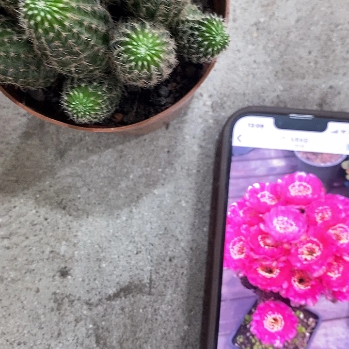 多头粉红女郎丽花，35789