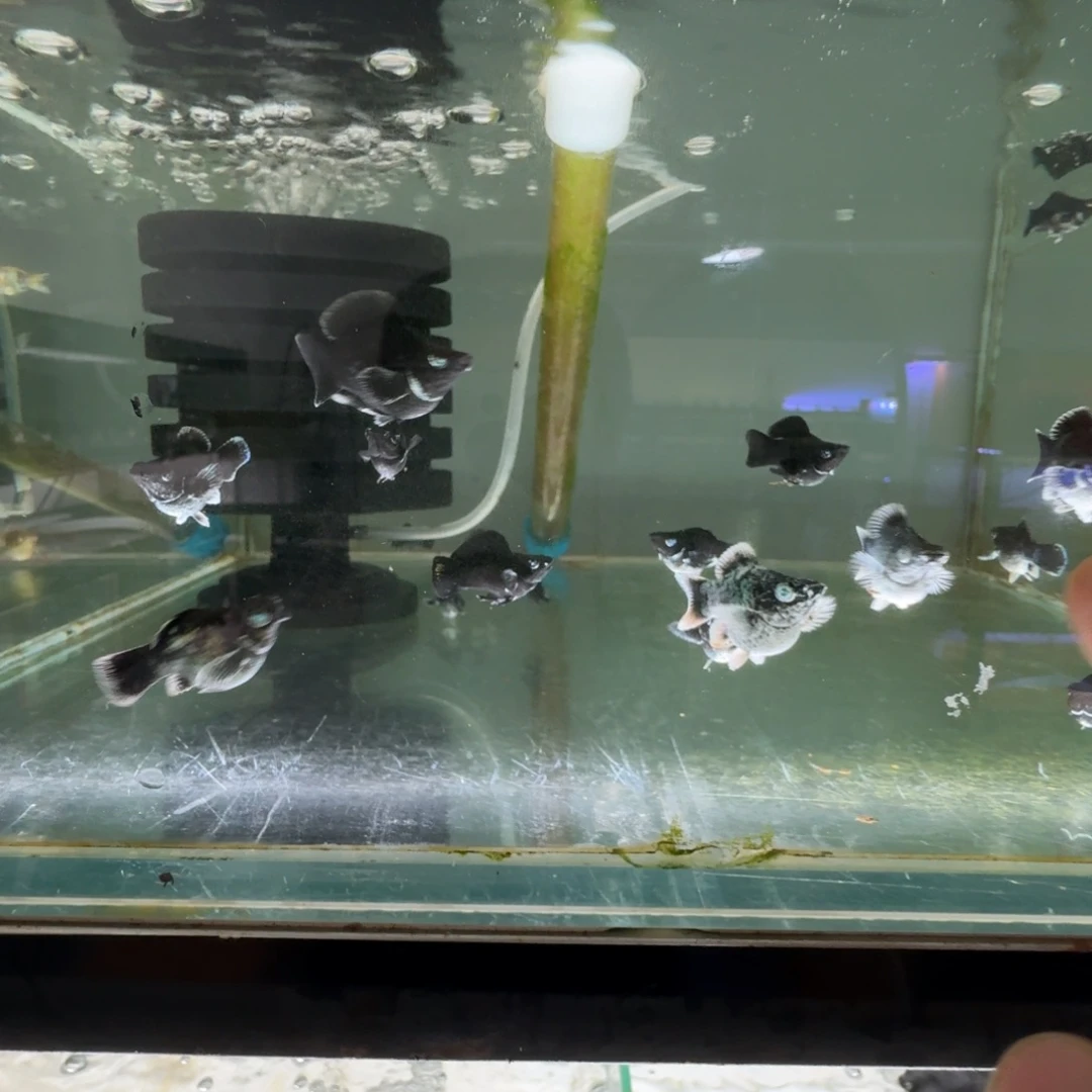 海水鱼多乐电镀一对