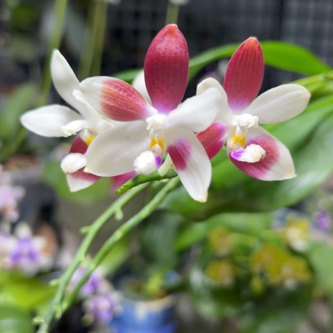 阳****当前无花栽培后可以开花