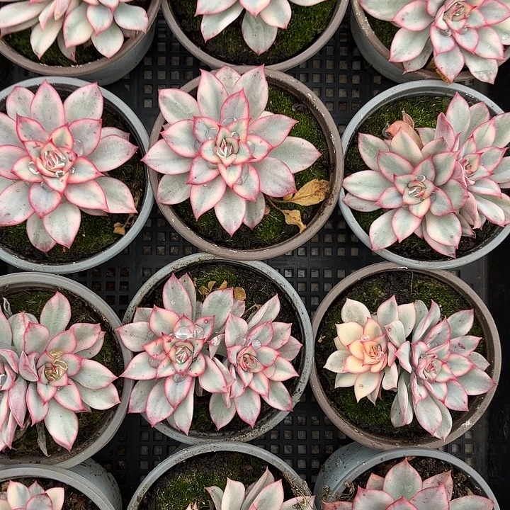 月光女神锦（满18包邮、偏远地区1号链接拍十块运费）