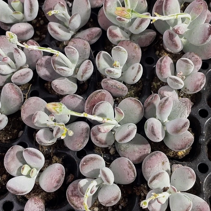 小乒乓1元带土发