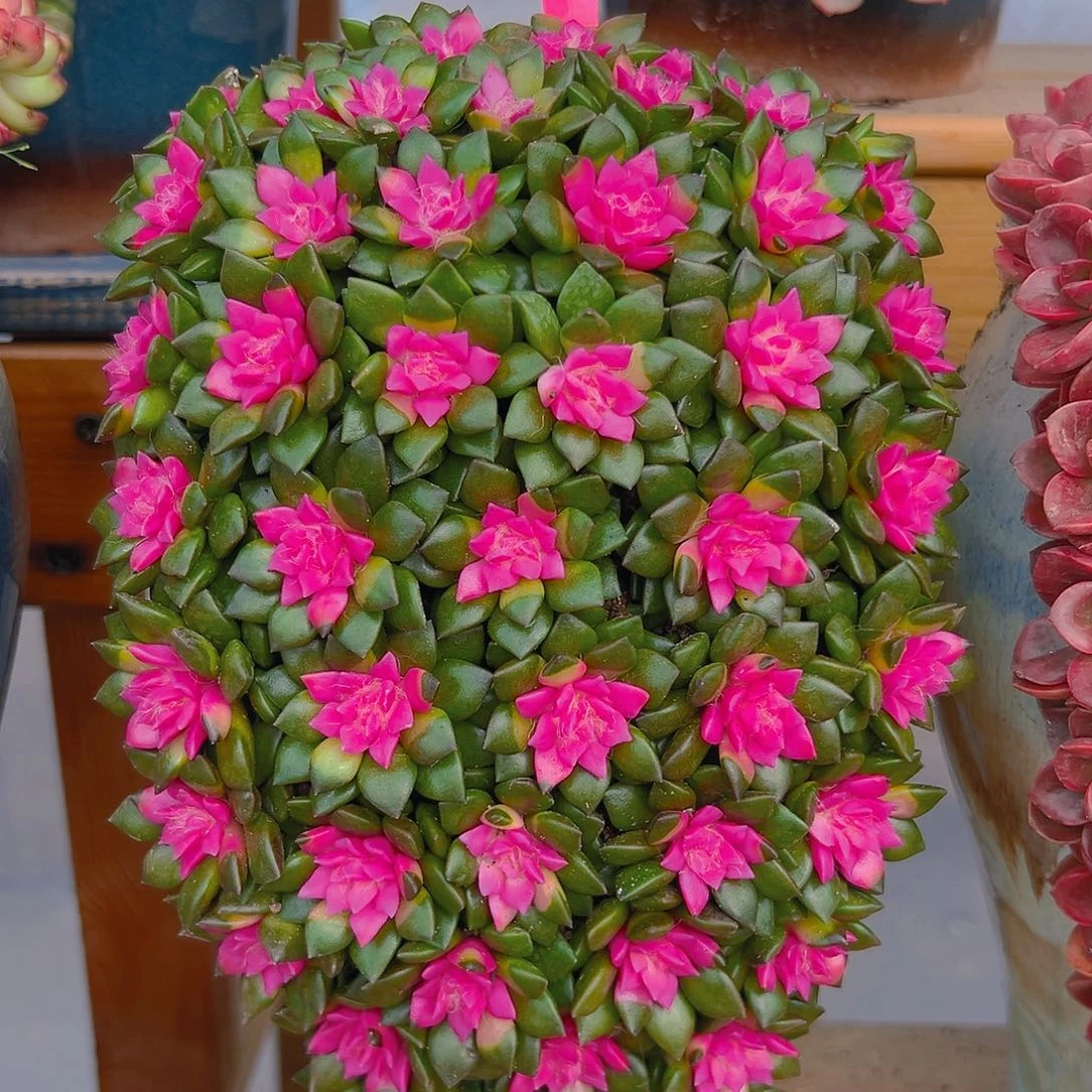 003紫心多肉花园组合