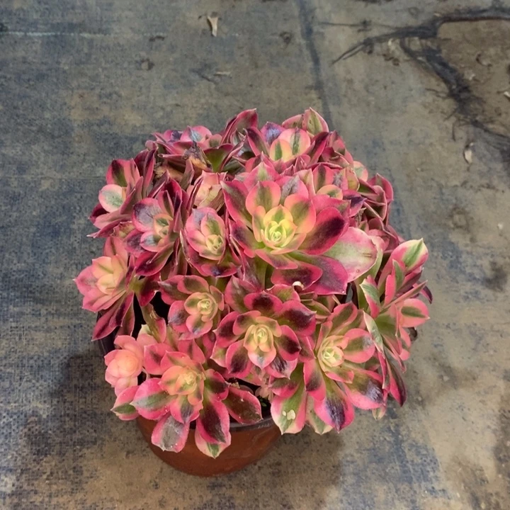 粉女巫多肉植物38。