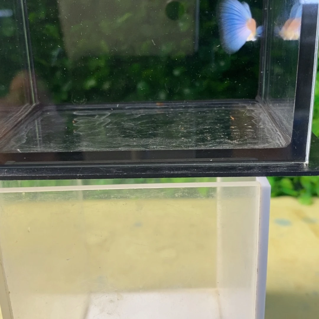 孔雀鱼蓝白欧翼一对