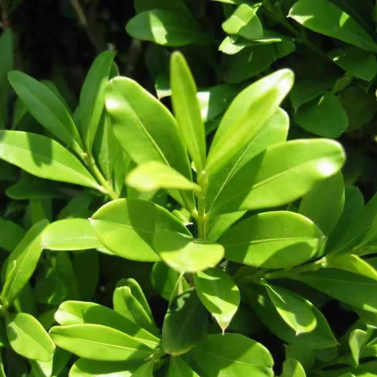 瓜子黄杨四季常青好养活