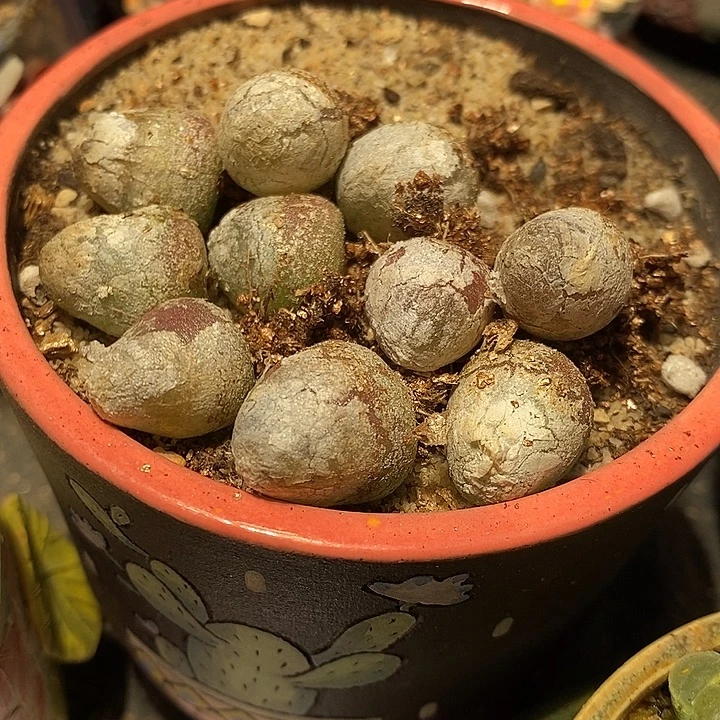 大于一厘米灯泡一组十颗。