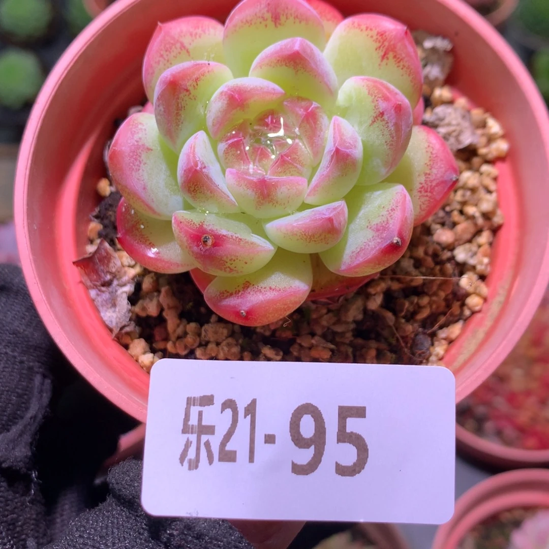 乐然21-95 新品单头