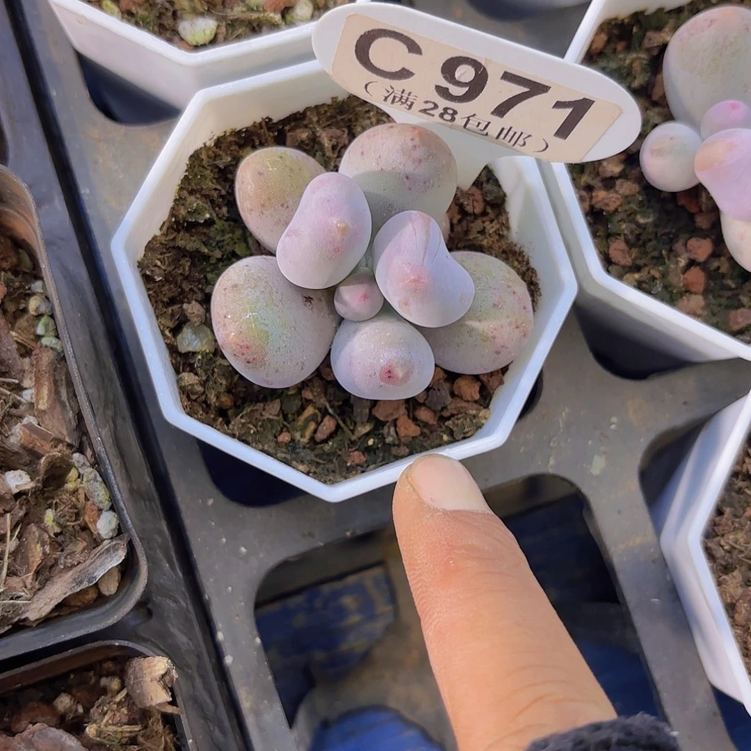 C971Mike奶一物一拍