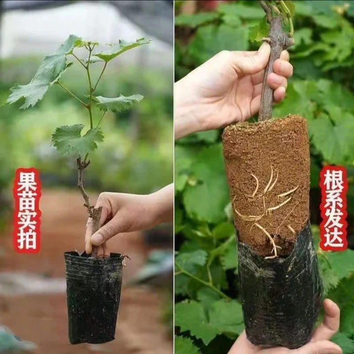 一物一拍带土带叶优质南北方阳台庭院均可种植