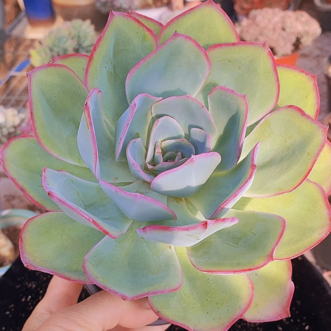 多肉植物非常福利蓝光