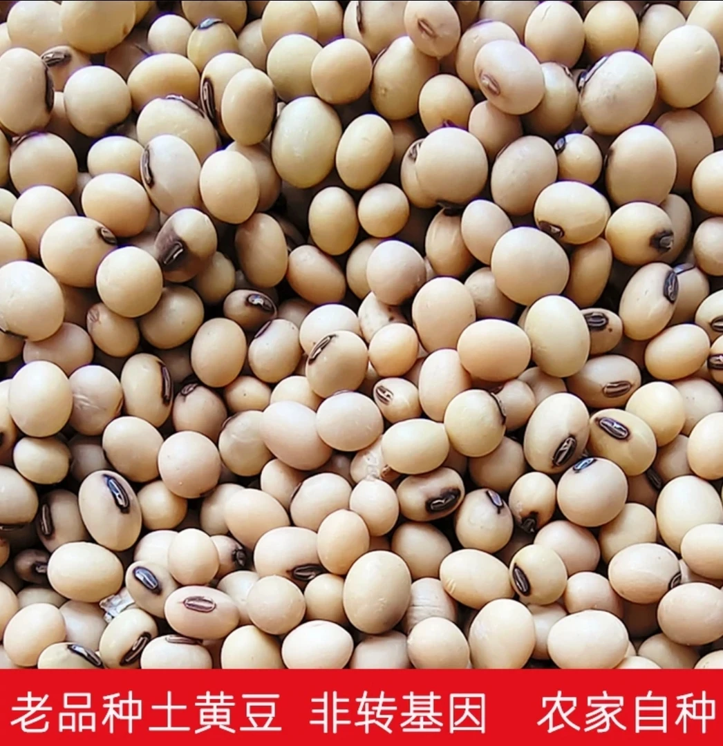 农家自种非转基因稀有小黄豆打豆浆发豆芽