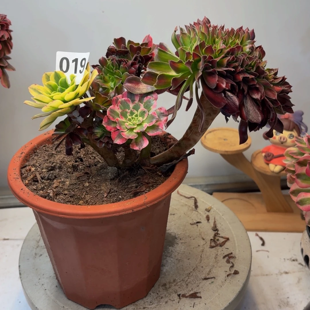 多肉植物缀化嫁接019
