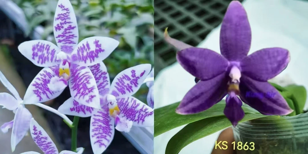 2.5寸 ZHF254-苗 少根叶瑕 原生趣味 蝴蝶兰