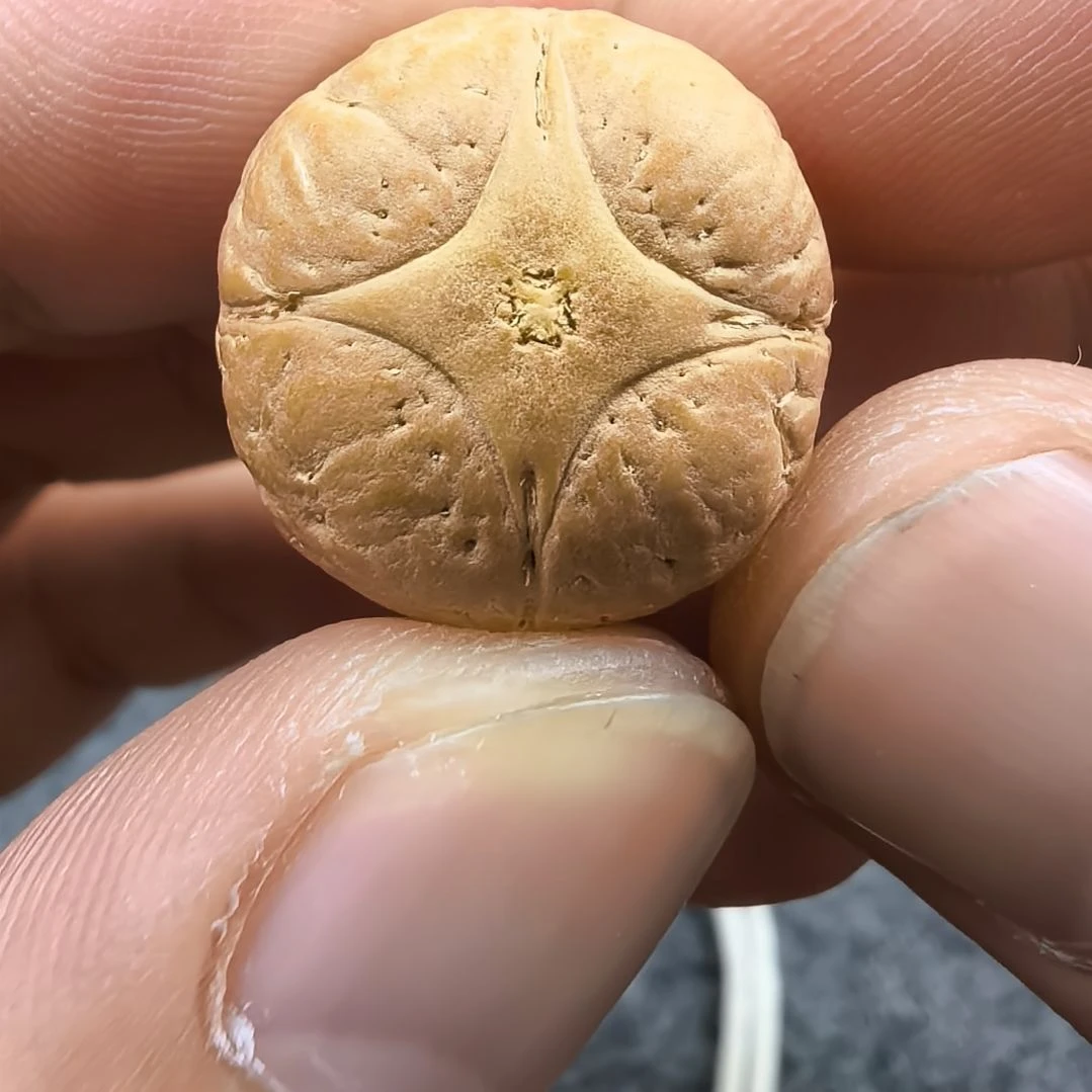 手串凤眼菩提20.2mm麒麟眼厚度14.5mm