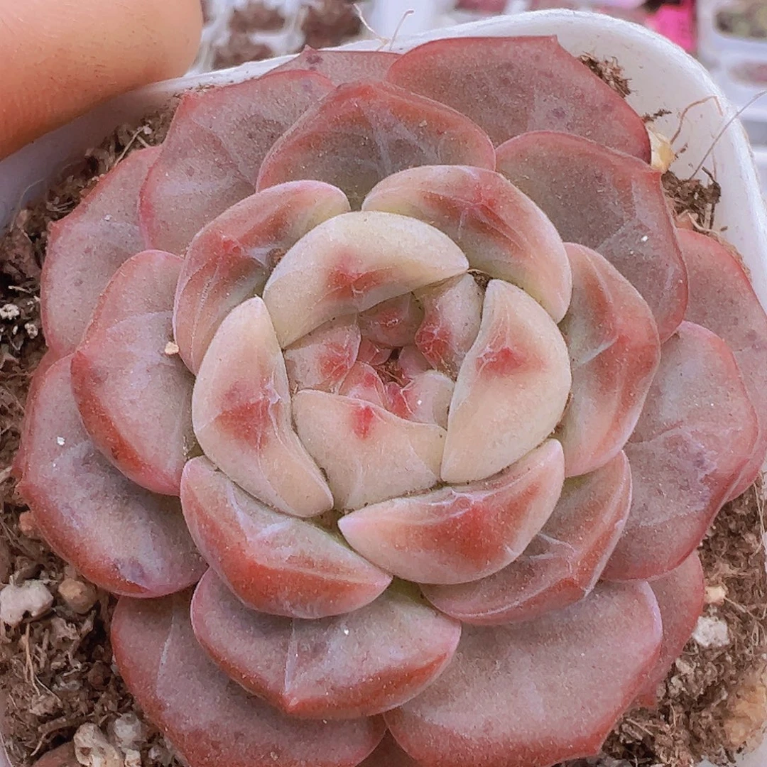 朱砂珍妮19包邮植物