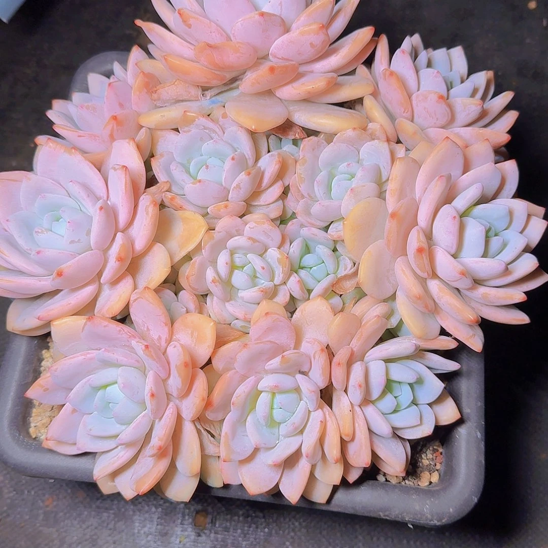 星****0385冷香多肉植物