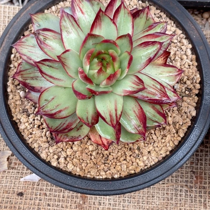 惊鸿仙子多肉植物88