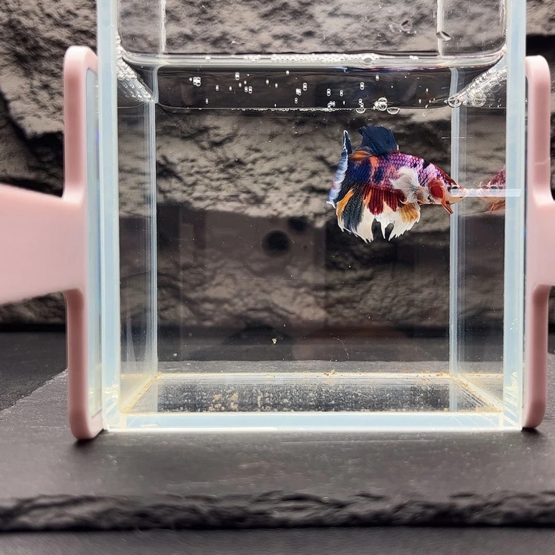 海水鱼宙斯斗鱼竞拍11-17