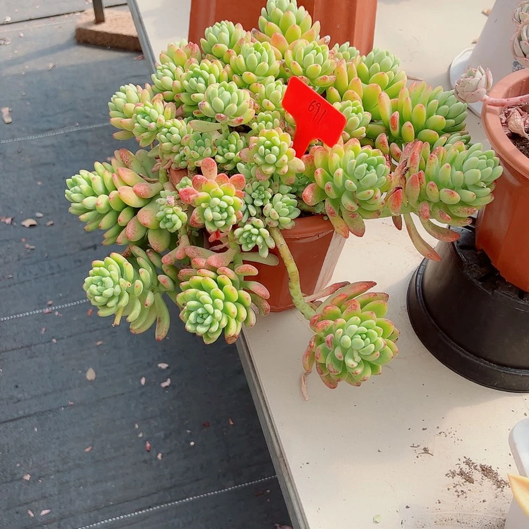 伊***691香格里拉多肉植物
