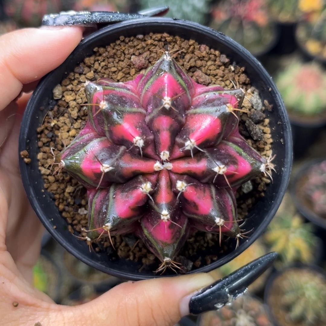 泰系米哈锦 带盆土发货