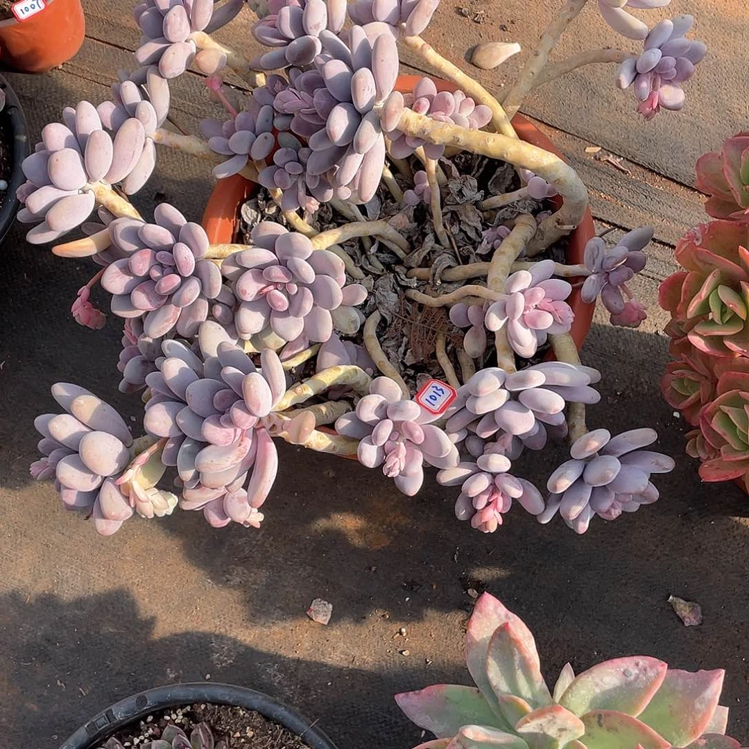 1013桃美人 一物一拍多肉