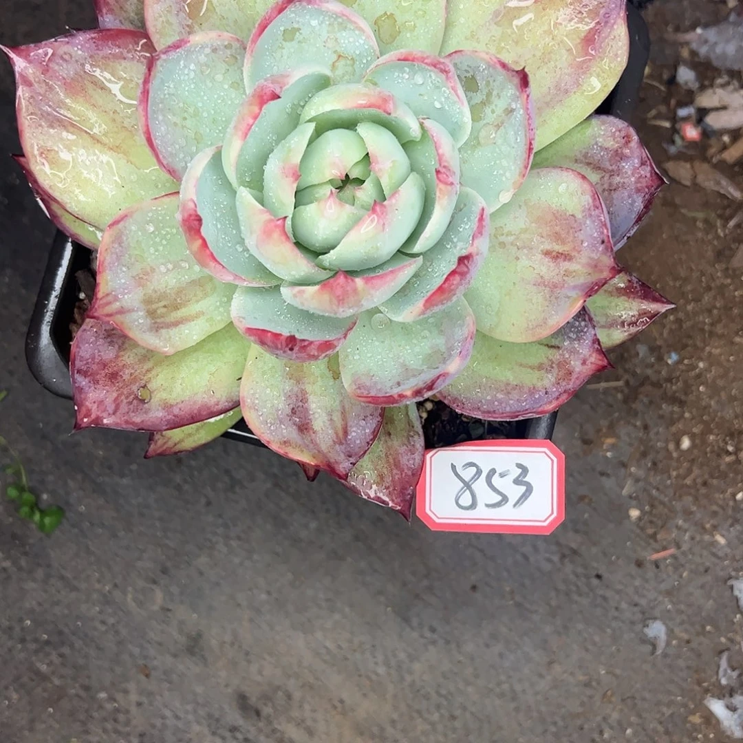 ****期8 53号惊鸿仙子，一物一拍