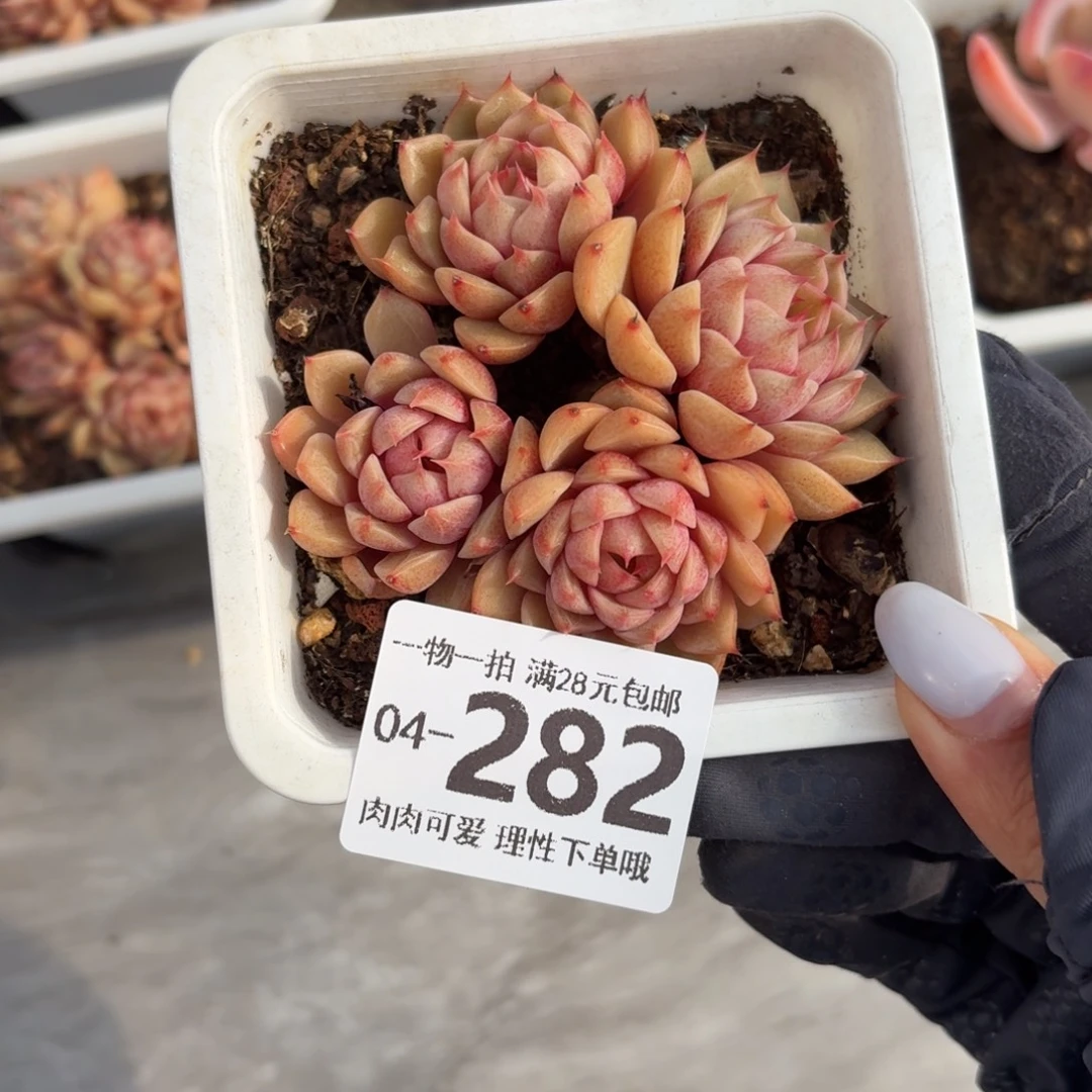 笨吧无盆土发货无