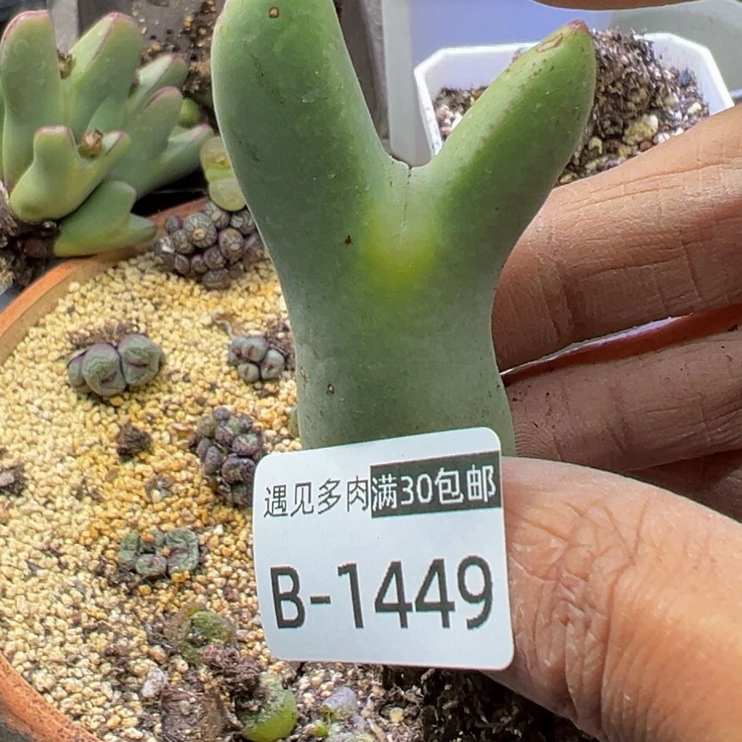 多肉植物111111111111111