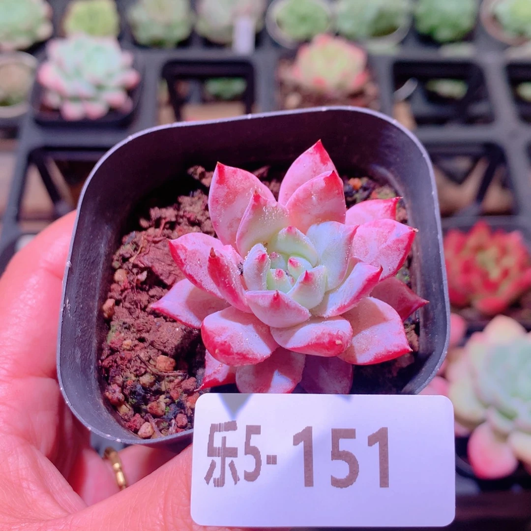 乐然5-151 粉蓝鸟