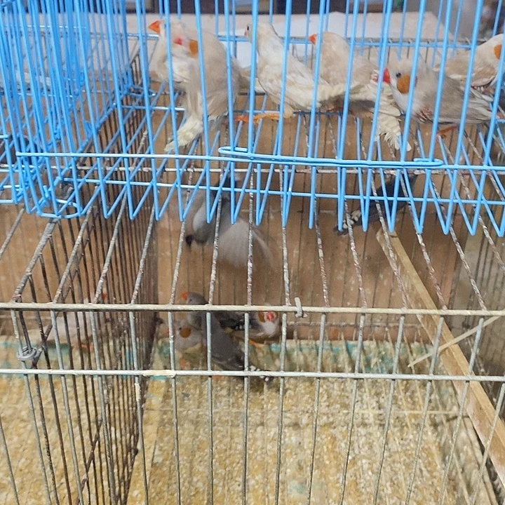 御***府文鸟珍珠三对包活到家收到货拍开箱视频