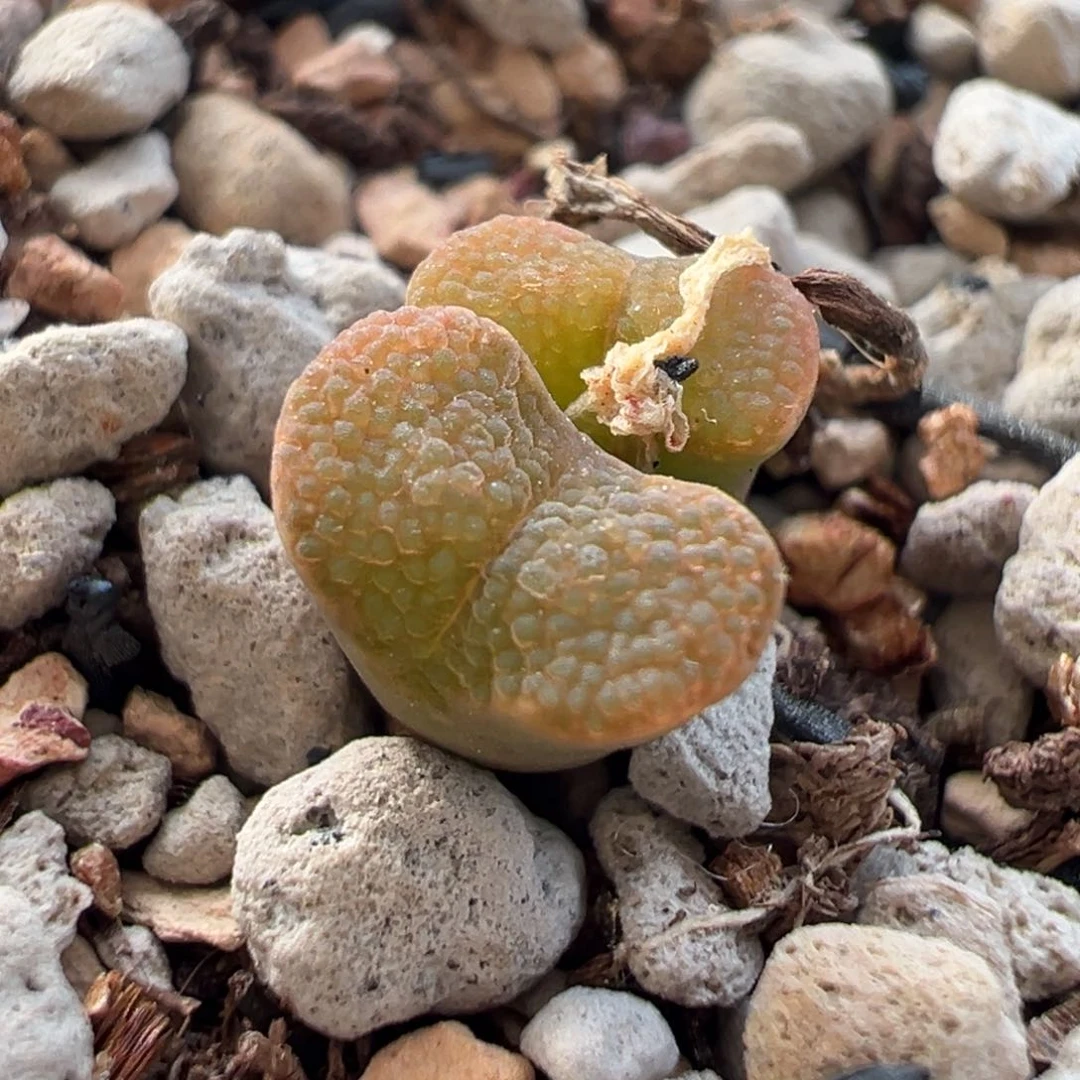全窗火焰勋章多肉开播福利