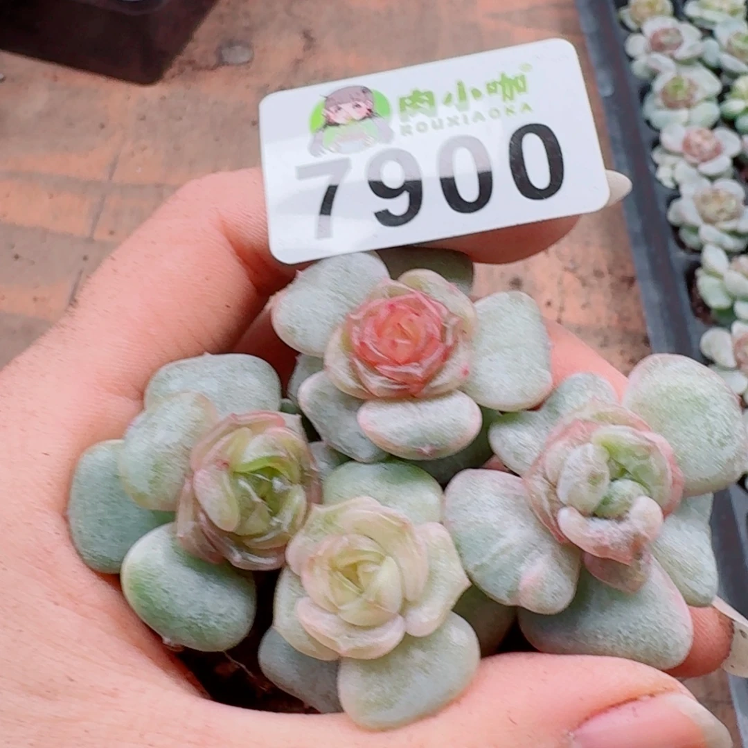 蓝***️多肉植物多肉植物
