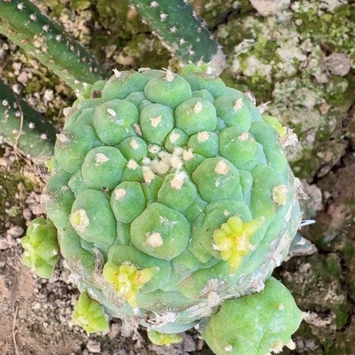 786大尤仙仙人球