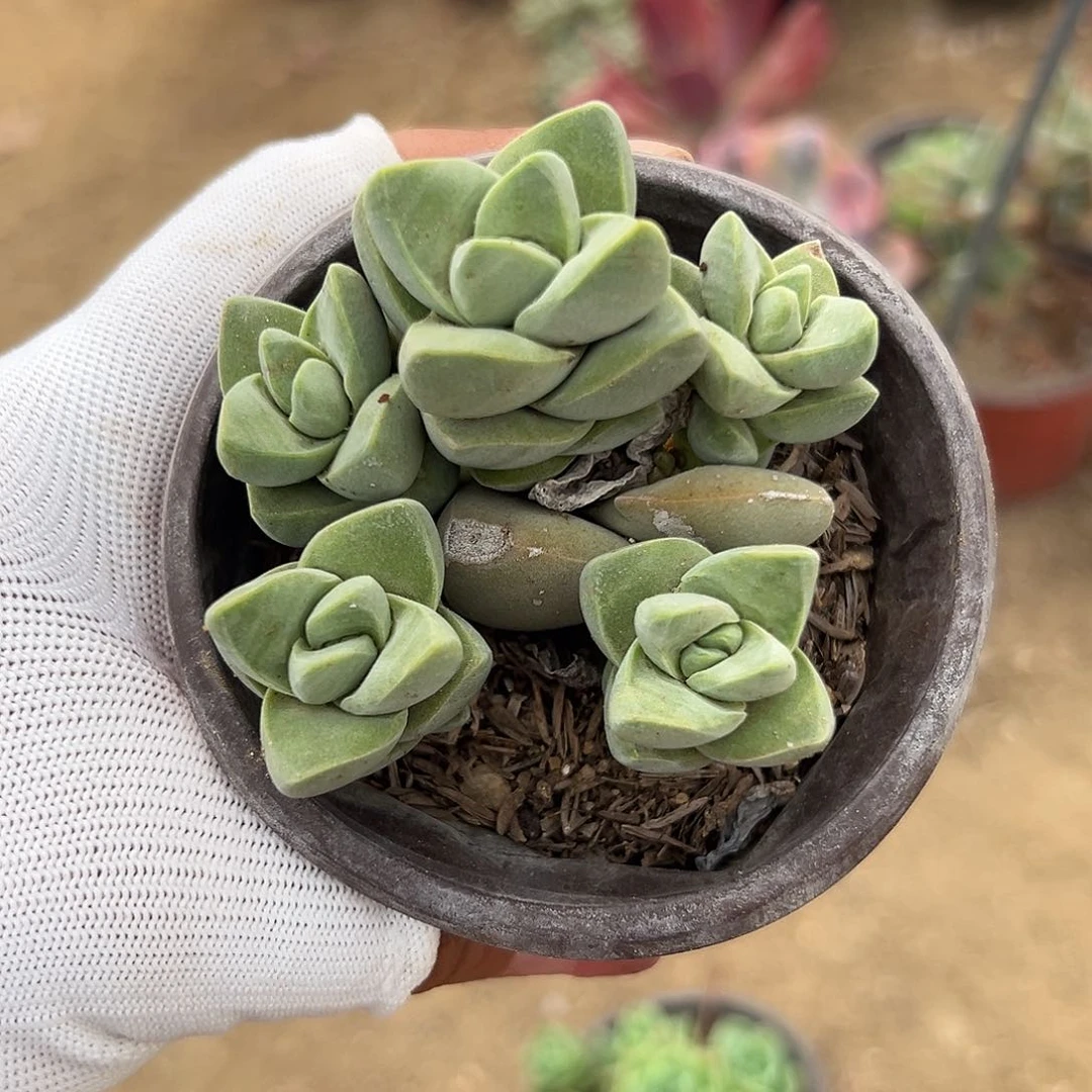 多肉植物纪之川群