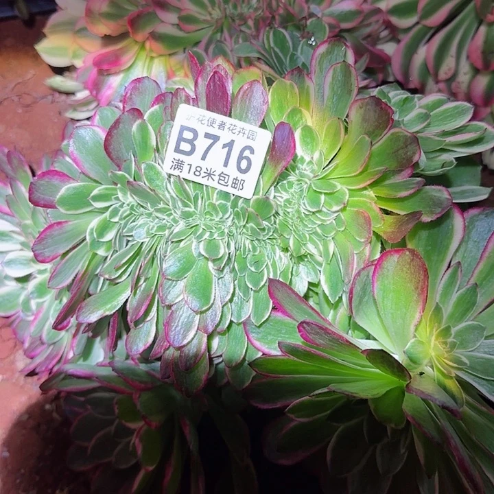 静*多肉 海洋缀多破法师