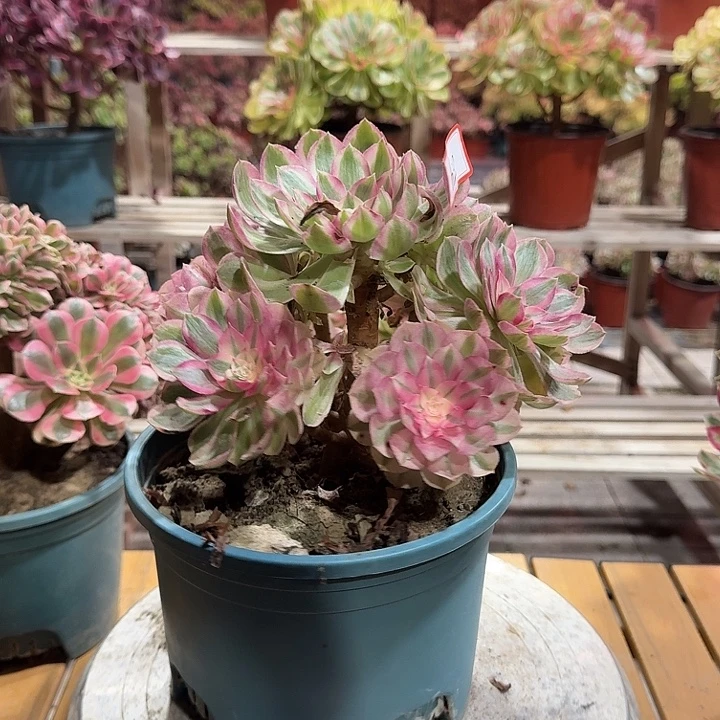 多肉多肉法师海王630