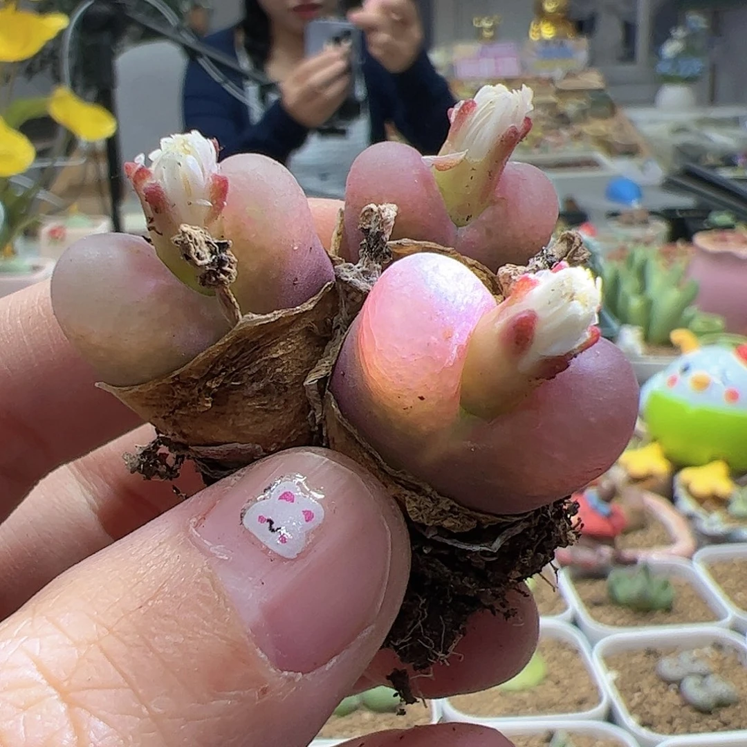 【闪购商品】93 三头