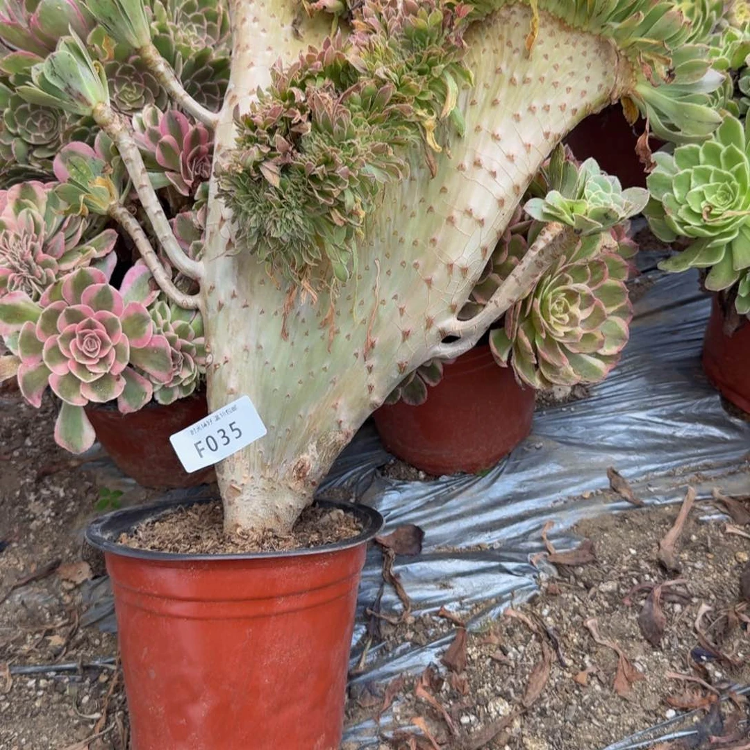 035绿法师缀化。多肉植物