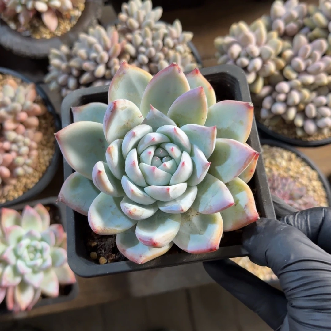 卡杂11111111111111111111