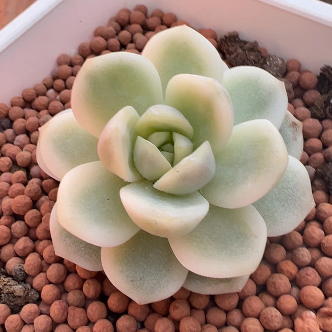 冰玉锦白锦，不石化基因覆轮锦