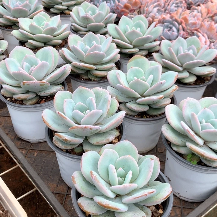 韩版奶茶8.88两单包邮